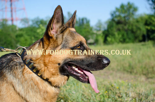 German Shepherd Collars UK